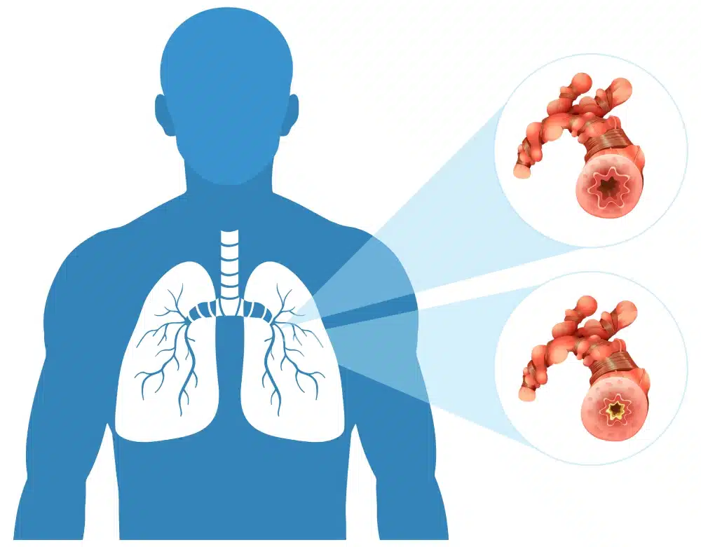 Human lungs illustration