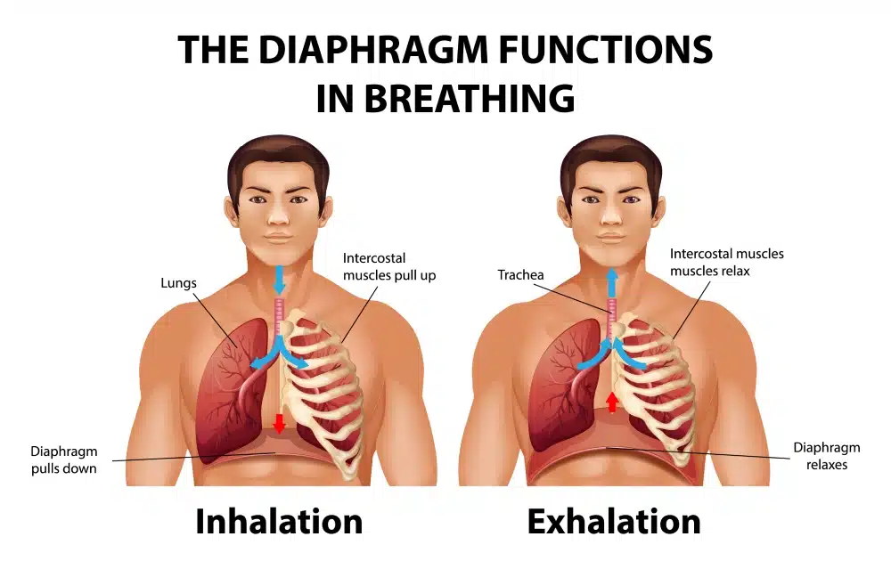 The diaphragm functions in breathing