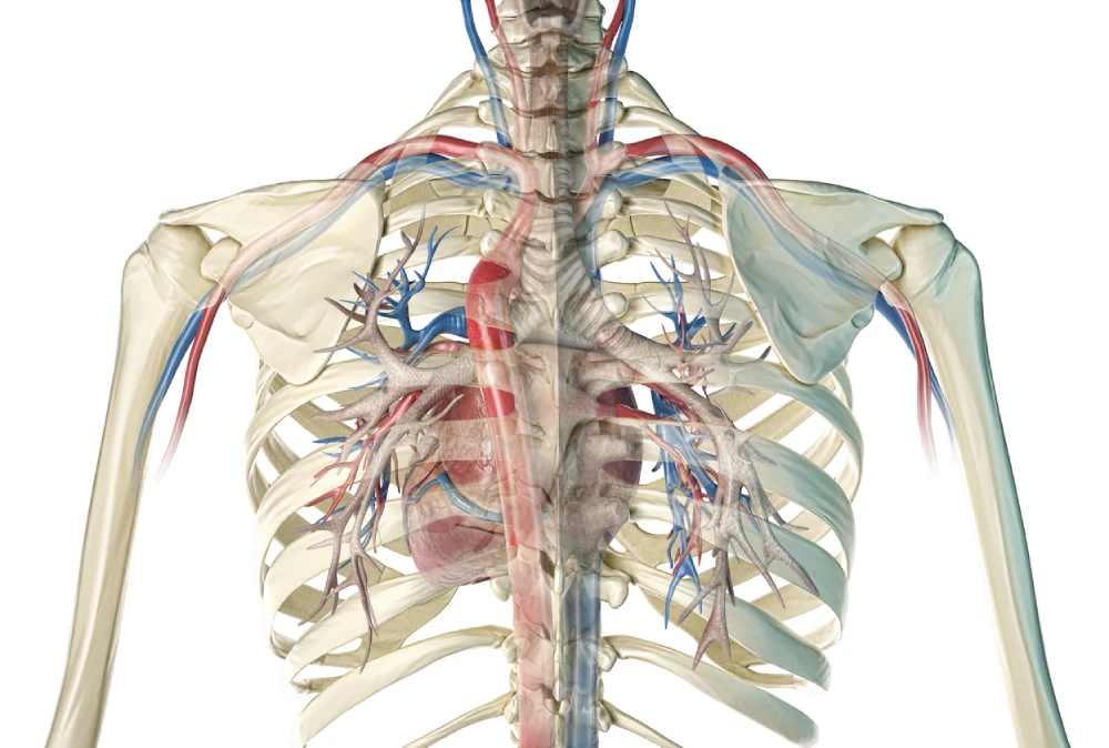 Understanding and Treating Thoracic Outlet Syndrome: Your Path to Recovery 1 Thoracic Outlet Syndrome