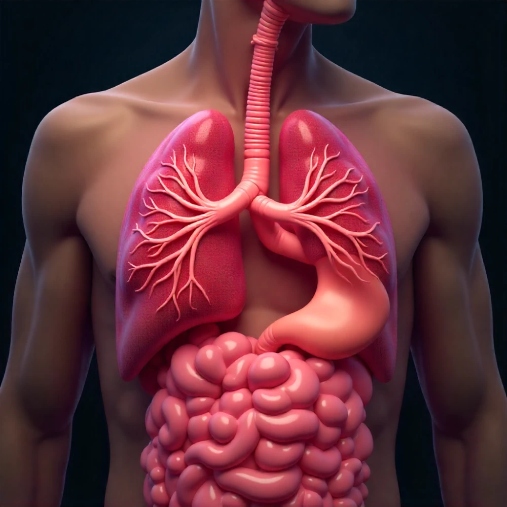 Fibrinopurulent Phase