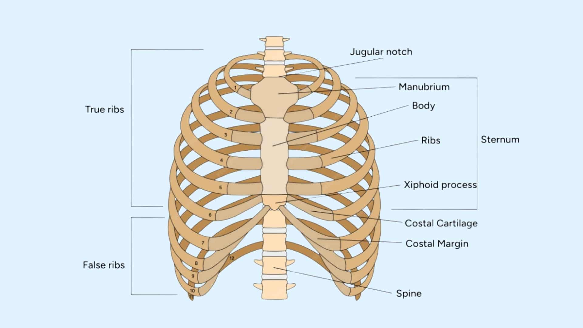 Slipping Rib Scoliosis: Can Scoliosis Cause Slipping Rib Syndrome - Expert Thoracic Surgery Perspective 1 Rib Cage, Anatomy, Slipping Rib Syndrome