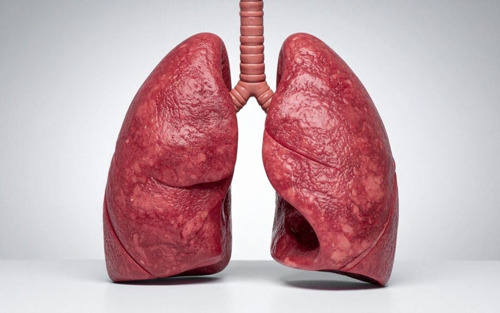Lung model